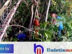 Seorang Nenek Asal Desa Gotalamo Morotai Hilang di Hutan