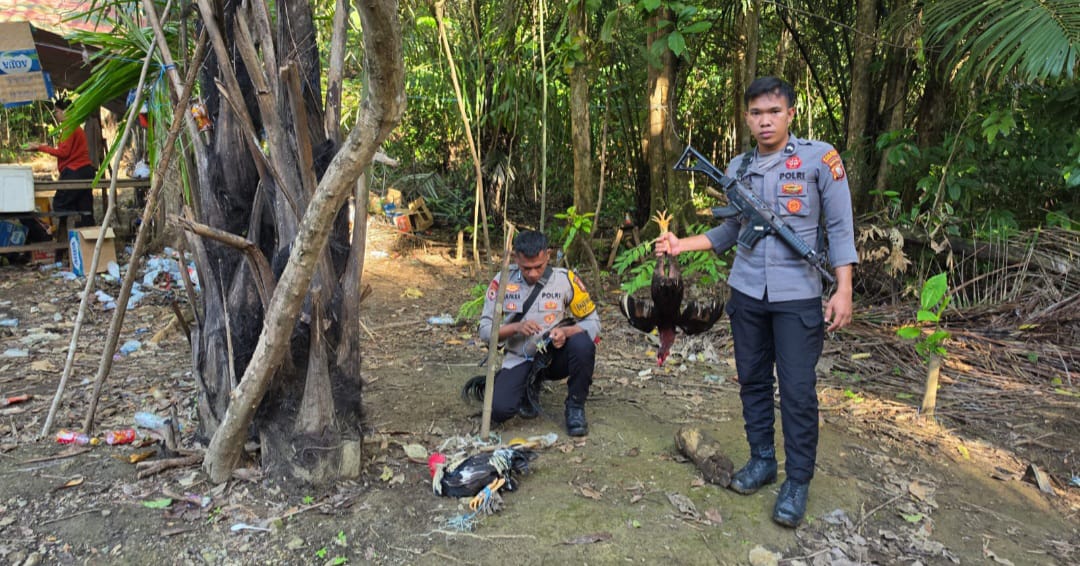 Polsubsektor di Polres Halteng Sikat Perjudian Sabung Ayam di Desa Sawai